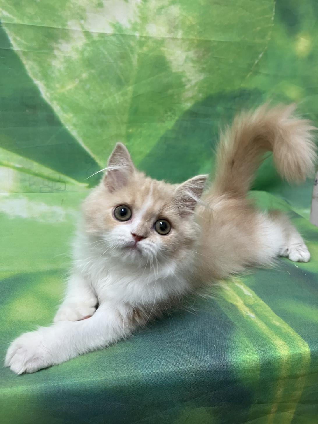 兵庫県のスコティッシュフォールド (フクエイペット/2026年8月4日生まれ/男の子/クリームホワイト)の子猫の4枚目の画像