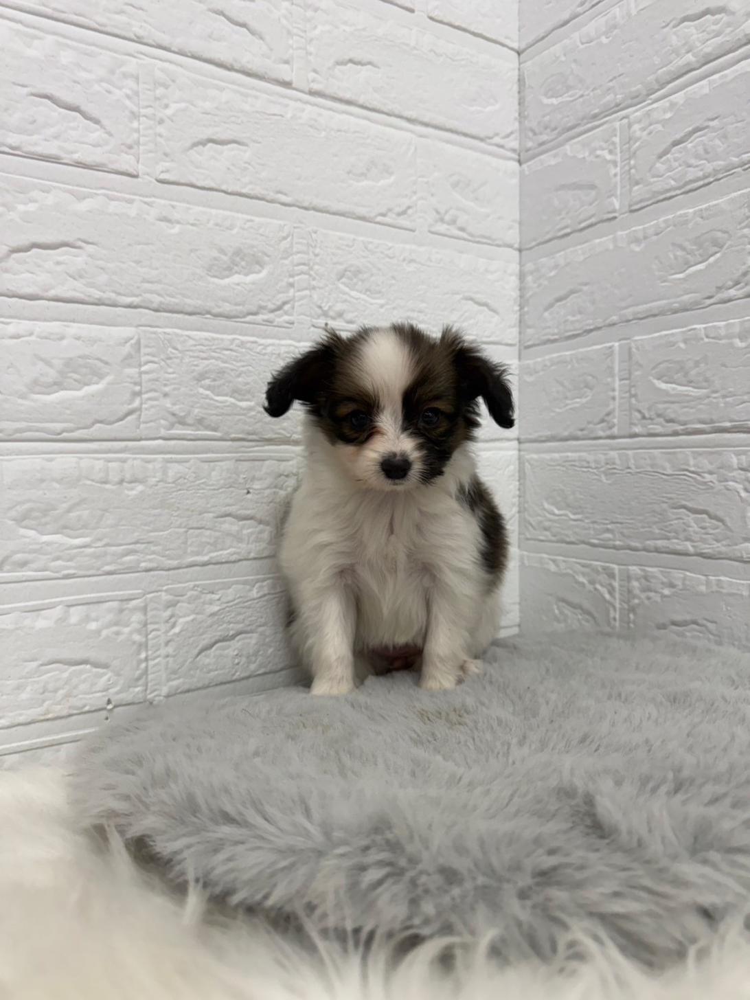 東京都のパピヨン (ペットショップcoco東京港区店/2025年12月13日生まれ/女の子/ホワイトブラウン)の子犬