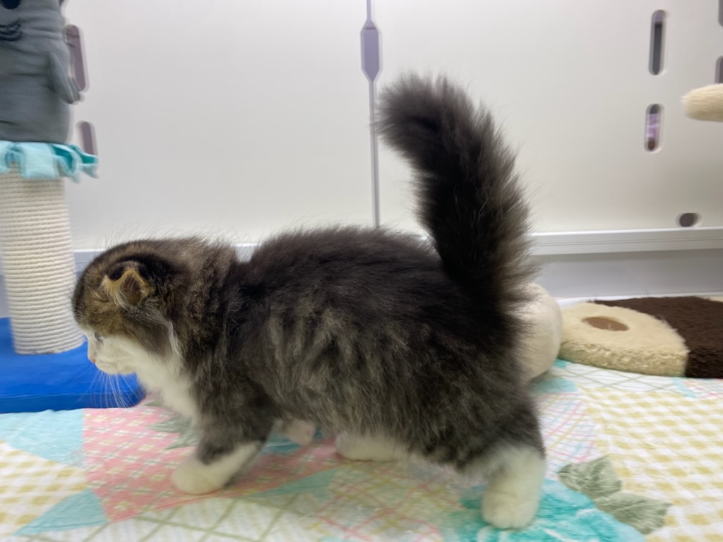 宮城県のスコティッシュフォールド (ズーズーカンパニー 八乙女店/2025年10月24日生まれ/男の子/ブラウンタビーホワイト)の子猫の2枚目の画像