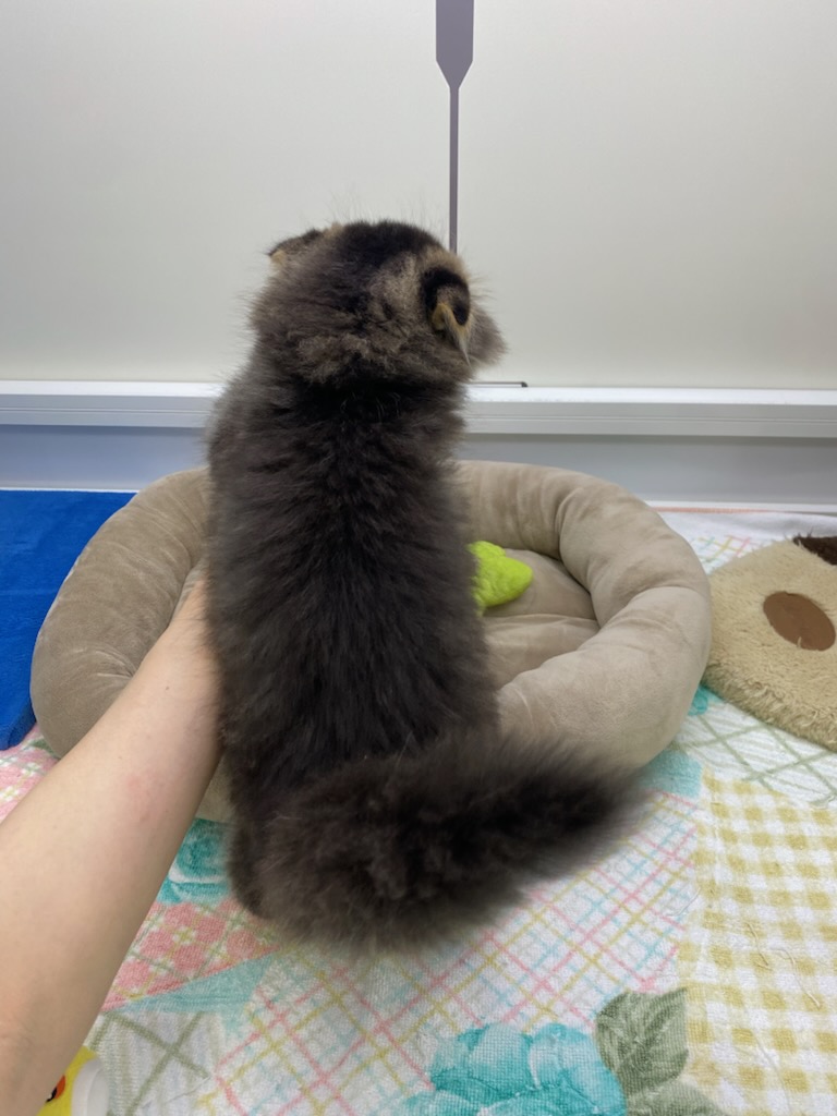 宮城県のスコティッシュフォールド (ズーズーカンパニー 八乙女店/2025年10月24日生まれ/男の子/ブラウンタビーホワイト)の子猫の3枚目の画像