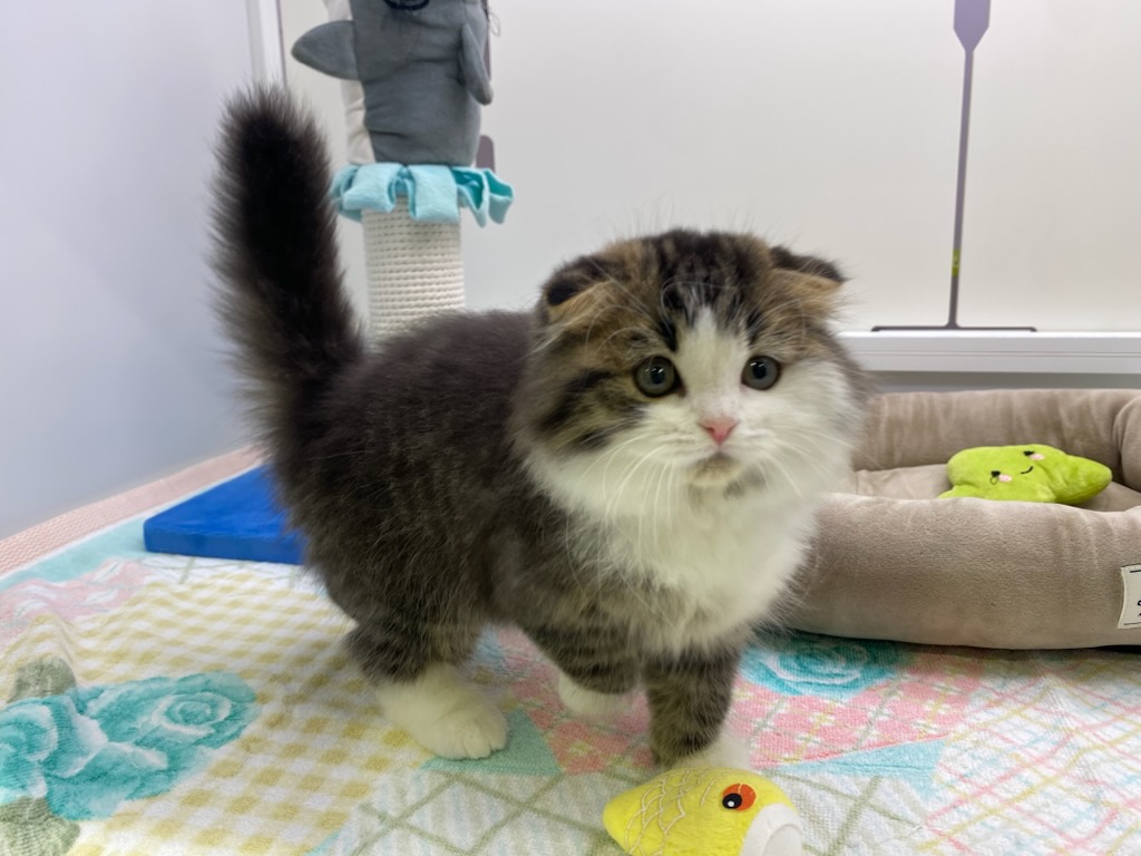 宮城県のスコティッシュフォールド (ズーズーカンパニー 八乙女店/2025年10月24日生まれ/男の子/ブラウンタビーホワイト)の子猫の4枚目の画像