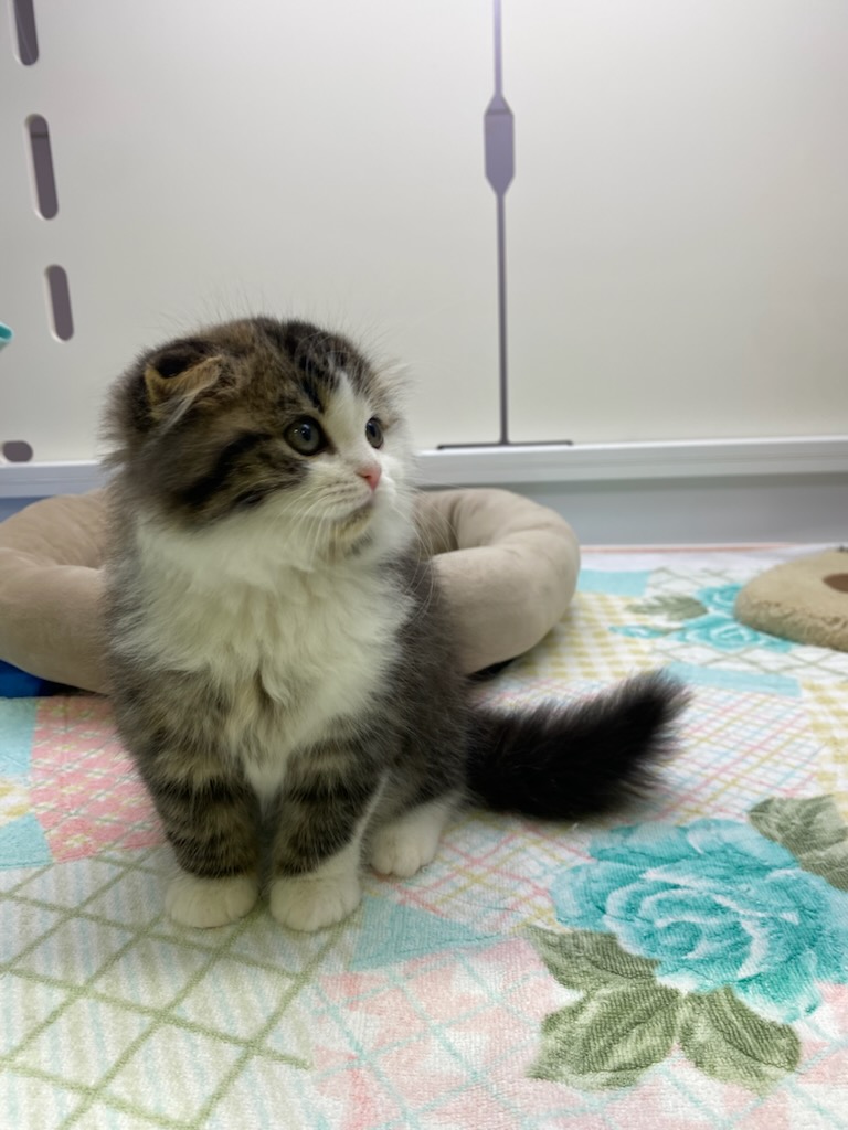 宮城県のスコティッシュフォールド (ズーズーカンパニー 八乙女店/2025年10月24日生まれ/男の子/ブラウンタビーホワイト)の子猫の4枚目の画像