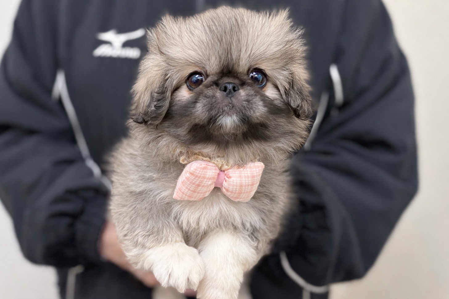 神奈川県のペキニーズ (ペットアイランド海老名店/2025年12月20日生まれ/女の子/フォーン)の子犬の1枚目の画像
