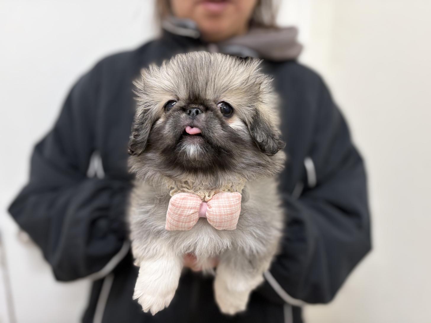 神奈川県のペキニーズ (ペットアイランド海老名店/2025年12月20日生まれ/女の子/フォーン)の子犬の2枚目の画像
