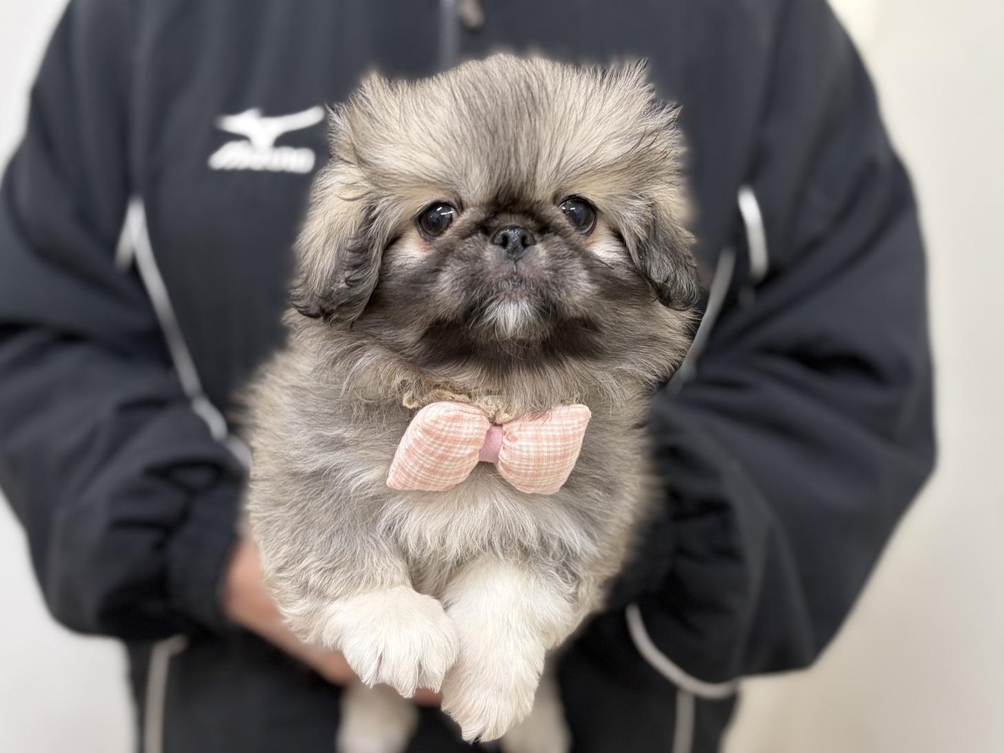 神奈川県のペキニーズ (ペットアイランド海老名店/2025年12月20日生まれ/女の子/フォーン)の子犬の3枚目の画像