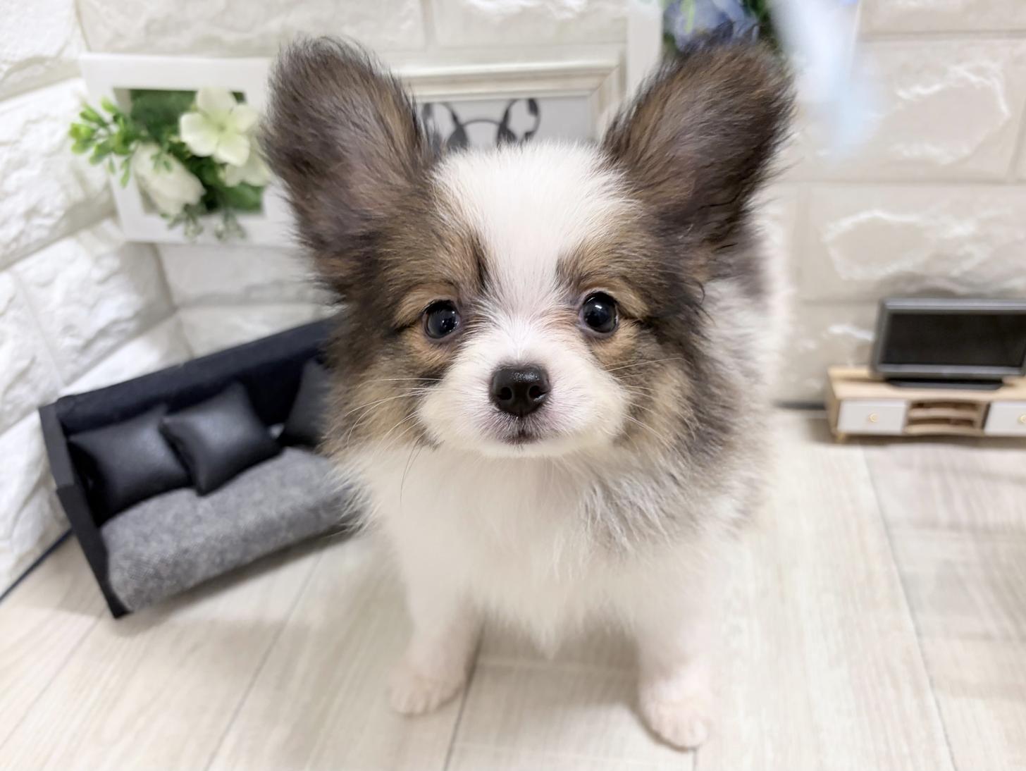 和歌山県のパピヨン (DOGMAN和歌山店/2026年7月29日生まれ/男の子/ホワイトブラウン)の子犬の3枚目の画像