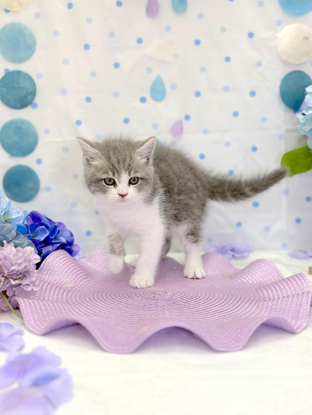 北海道のマンチカン (ラブワンコ平岸店/2026年4月13日生まれ/男の子/シルバータビーホワイト)の子猫