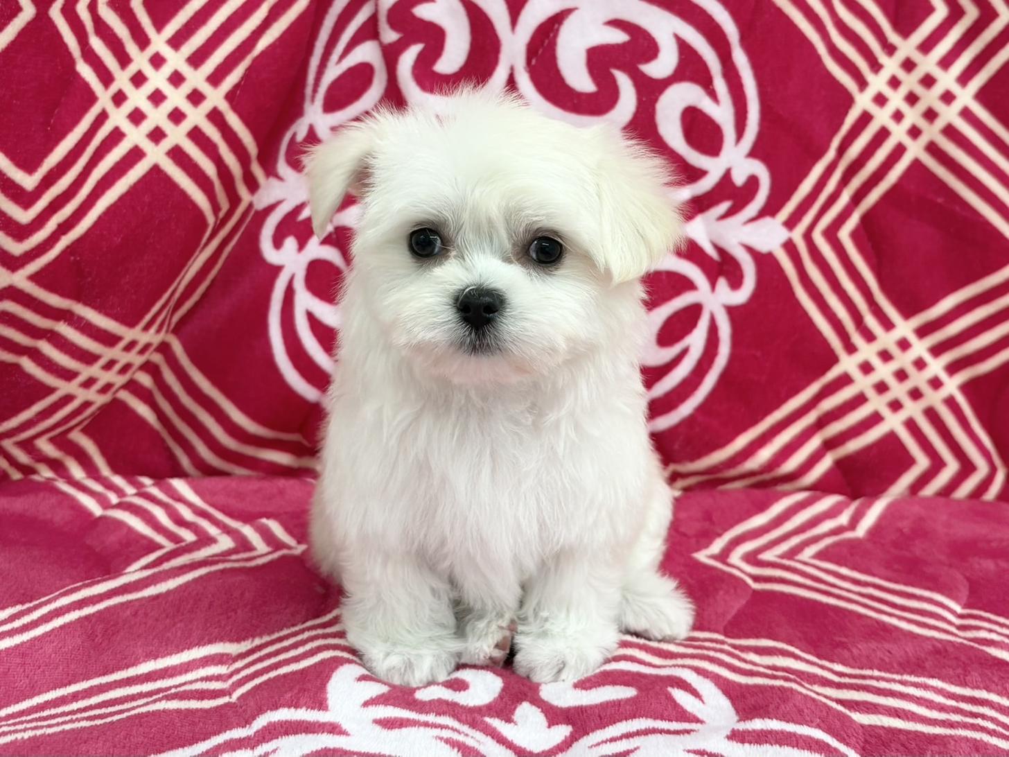 愛知県のハーフ(マルチーズ×チワワ) (ハピースペット春日井アミーゴ店/2026年1月18日生まれ/女の子/フォーンホワイト)の子犬の1枚目の画像