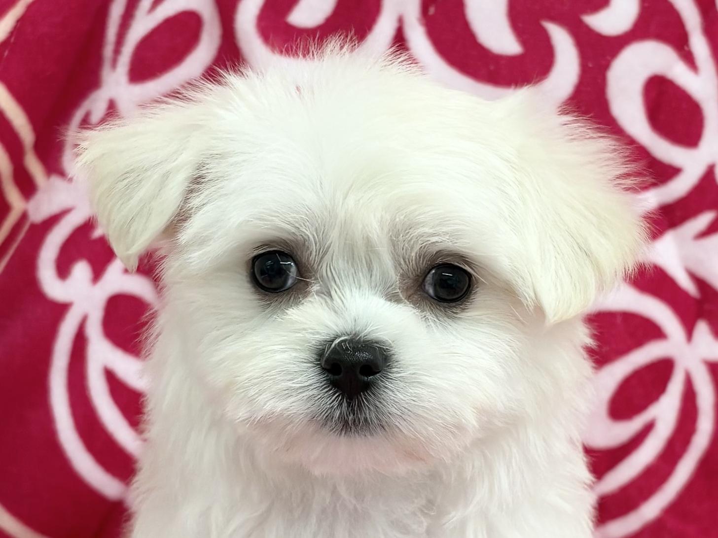 愛知県のハーフ(マルチーズ×チワワ) (ハピースペット春日井アミーゴ店/2026年1月18日生まれ/女の子/フォーンホワイト)の子犬の2枚目の画像