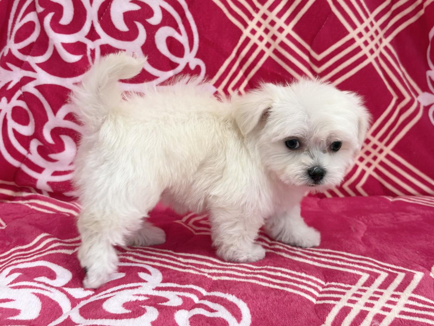 愛知県のハーフ(マルチーズ×チワワ) (ハピースペット春日井アミーゴ店/2026年1月18日生まれ/女の子/フォーンホワイト)の子犬の3枚目の画像