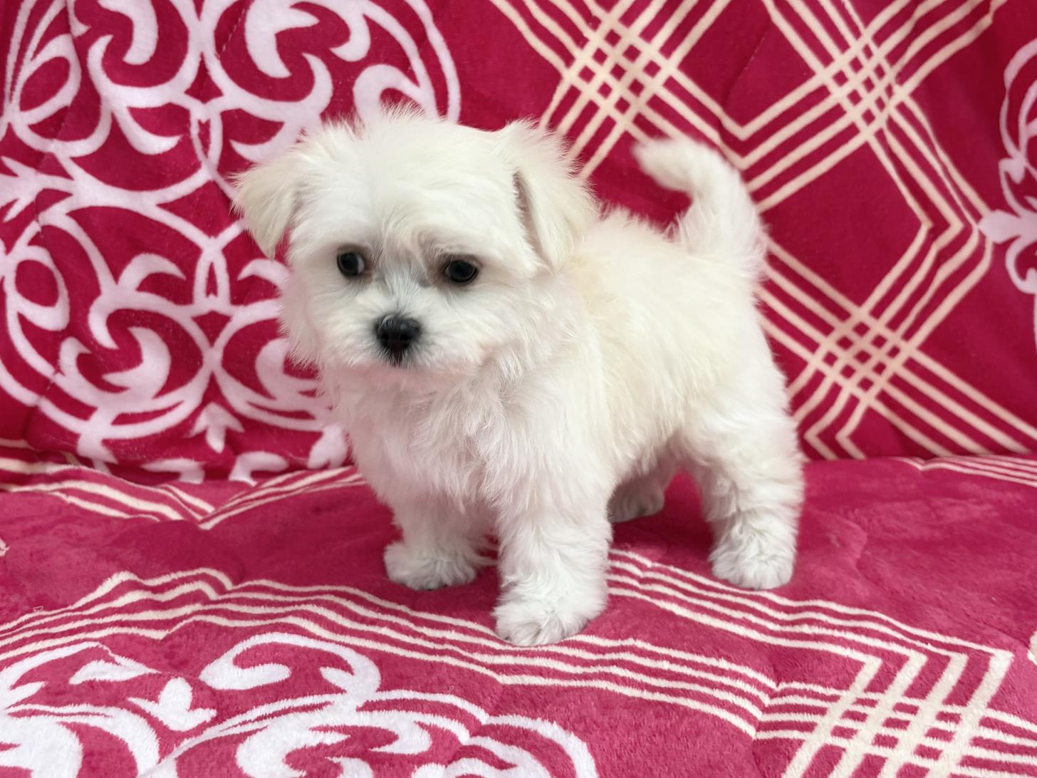 愛知県のハーフ(マルチーズ×チワワ) (ハピースペット春日井アミーゴ店/2026年1月18日生まれ/女の子/フォーンホワイト)の子犬の4枚目の画像