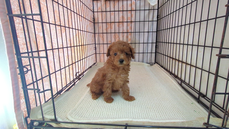 茨城県のマルプー(マルチーズ×プードル) (ペットショップスズキ/2026年1月10日生まれ/男の子/レッド)の子犬の1枚目の画像