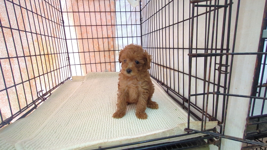 茨城県のマルプー(マルチーズ×プードル) (ペットショップスズキ/2026年1月10日生まれ/男の子/レッド)の子犬の3枚目の画像