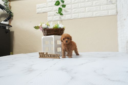 滋賀県のトイプードル(ティーカップ) (いっぷく湖南店/2026年1月19日生まれ/男の子/レッドフォーン)の子犬の3枚目の画像