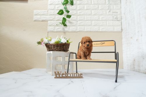 滋賀県のトイプードル(ティーカップ) (いっぷく湖南店/2026年1月19日生まれ/男の子/レッドフォーン)の子犬の4枚目の画像