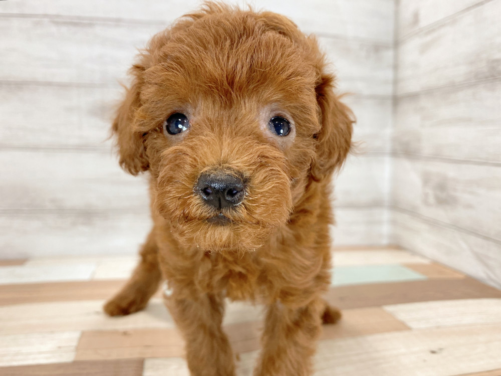 新潟県のトイプードル(トイ) (竹内ペット 新津本店/2026年5月16日生まれ/女の子/レッド)の子犬の1枚目の画像