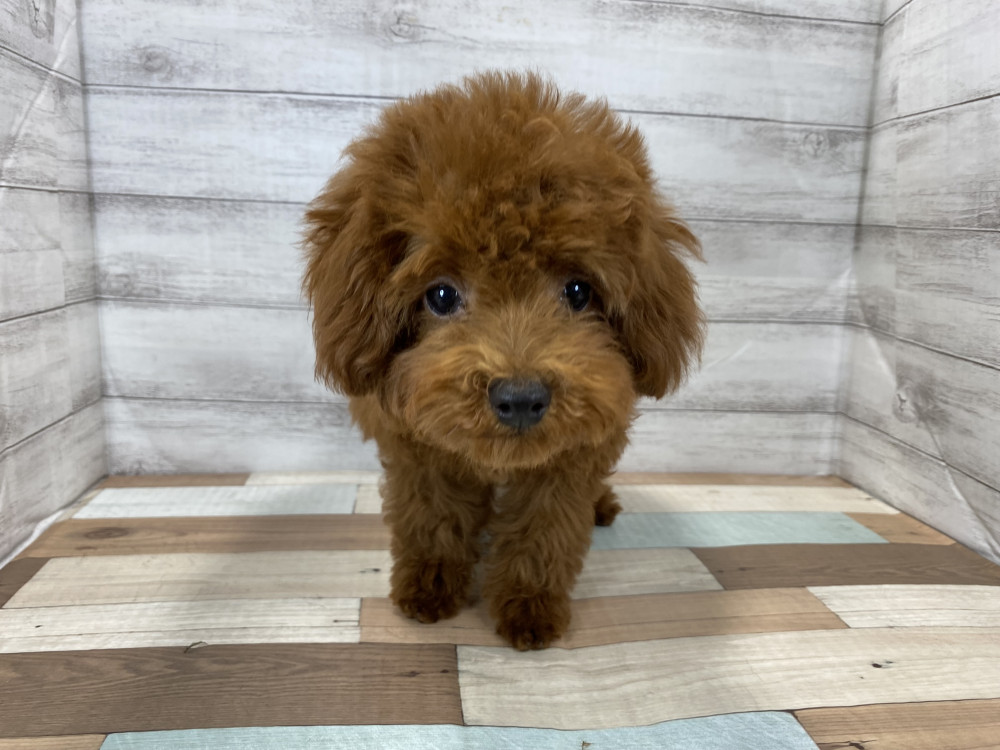 新潟県のトイプードル(トイ) (竹内ペット 新津本店/2026年5月16日生まれ/女の子/レッド)の子犬の1枚目の画像