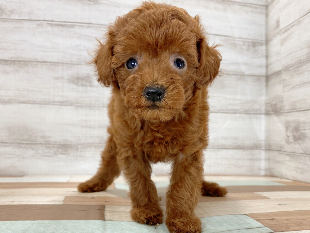 新潟県のトイプードル(トイ) (竹内ペット 新津本店/2026年5月16日生まれ/女の子/レッド)の子犬の2枚目の画像