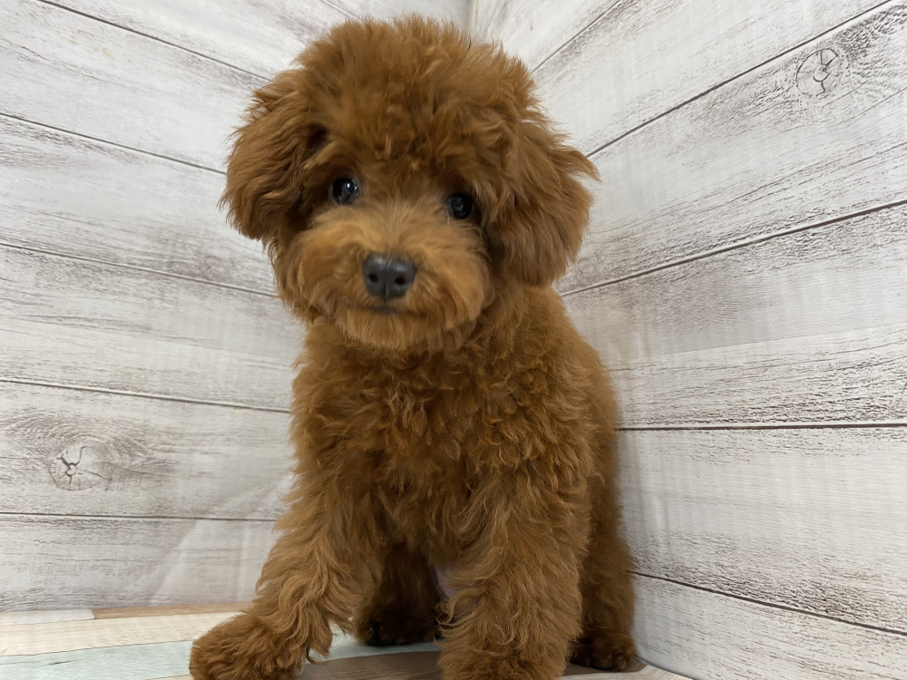 新潟県のトイプードル(トイ) (竹内ペット 新津本店/2026年5月16日生まれ/女の子/レッド)の子犬の2枚目の画像