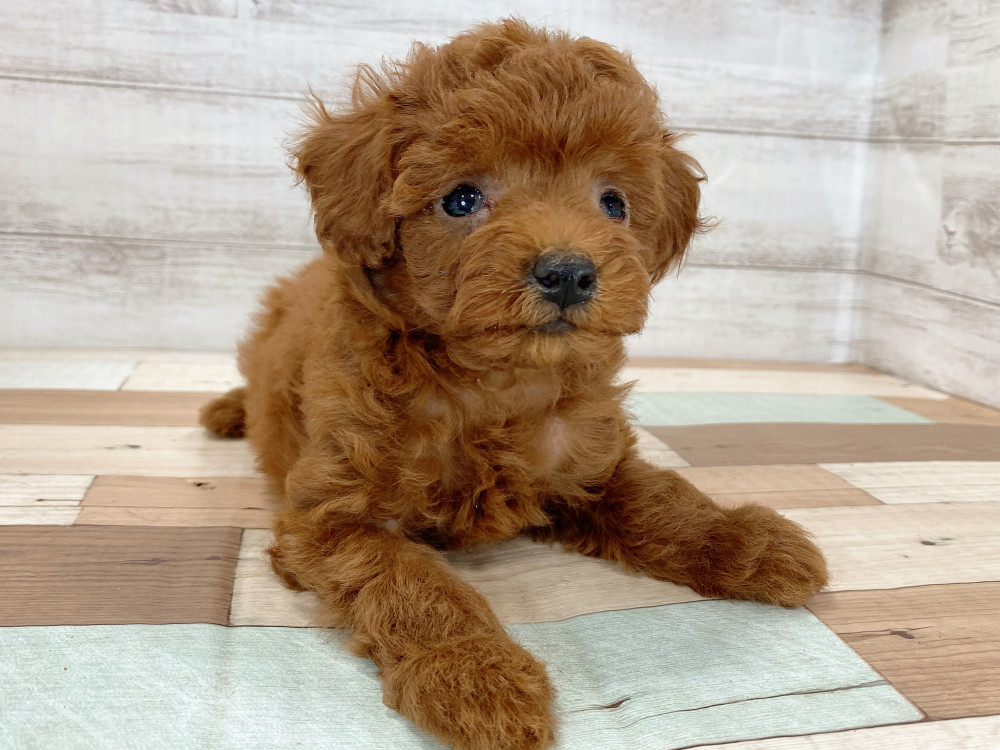 新潟県のトイプードル(トイ) (竹内ペット 新津本店/2026年5月16日生まれ/女の子/レッド)の子犬の3枚目の画像