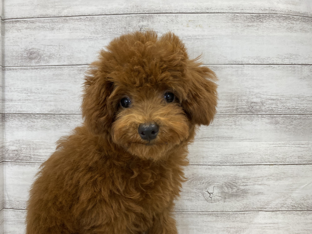 新潟県のトイプードル(トイ) (竹内ペット 新津本店/2026年5月16日生まれ/女の子/レッド)の子犬の3枚目の画像