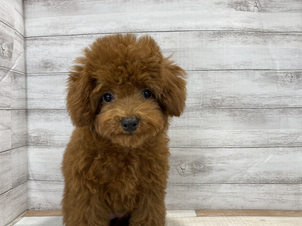 新潟県のトイプードル(トイ) (竹内ペット 新津本店/2026年5月16日生まれ/女の子/レッド)の子犬の4枚目の画像