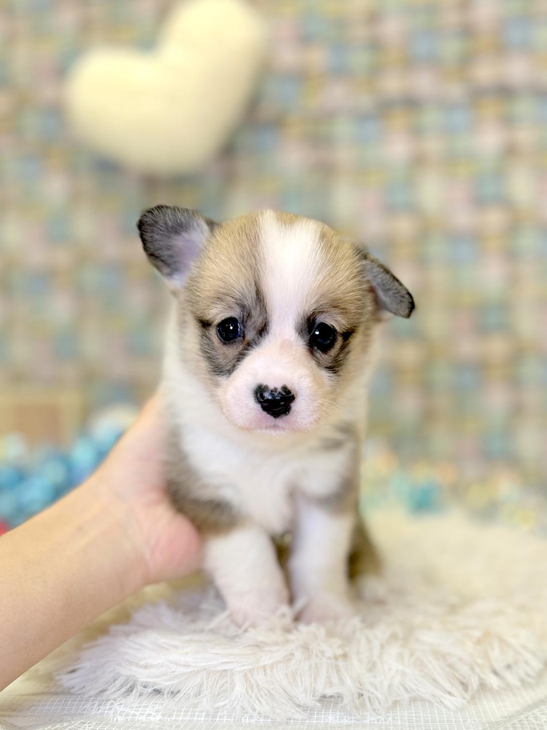 北海道のウェルシュコーギーペンブローク (ラブワンコ平岸店/2026年1月10日生まれ/女の子/レッドホワイト)の子犬