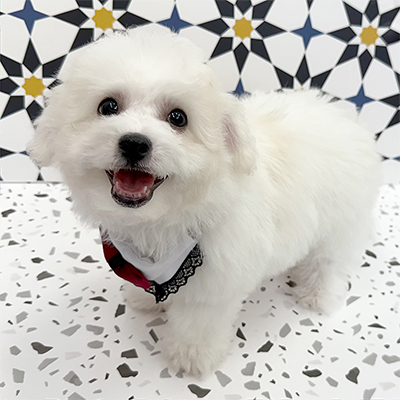 大阪府のビションフリーゼ (ぱぴぷぺっと大阪店/2025年12月22日生まれ/男の子/ホワイト)の子犬