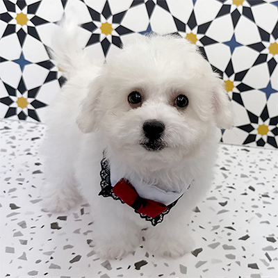 大阪府のビションフリーゼ (ぱぴぷぺっと大阪店/2025年12月22日生まれ/男の子/ホワイト)の子犬の2枚目の画像