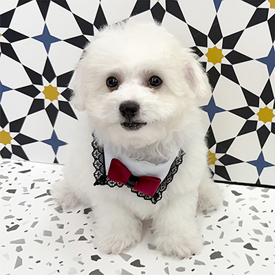 大阪府のビションフリーゼ (ぱぴぷぺっと大阪店/2025年12月22日生まれ/男の子/ホワイト)の子犬の3枚目の画像