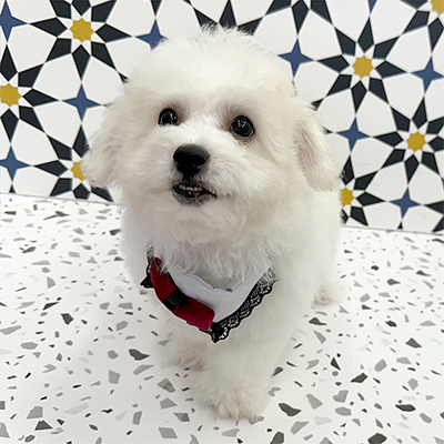 大阪府のビションフリーゼ (ぱぴぷぺっと大阪店/2025年12月22日生まれ/男の子/ホワイト)の子犬の4枚目の画像