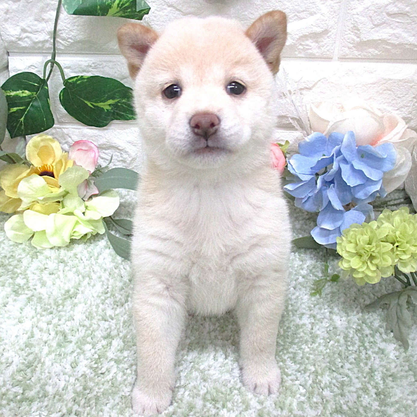 東京都の豆柴 (ペッツコンシェル府中四谷店/2026年5月14日生まれ/女の子/白)の子犬の1枚目の画像