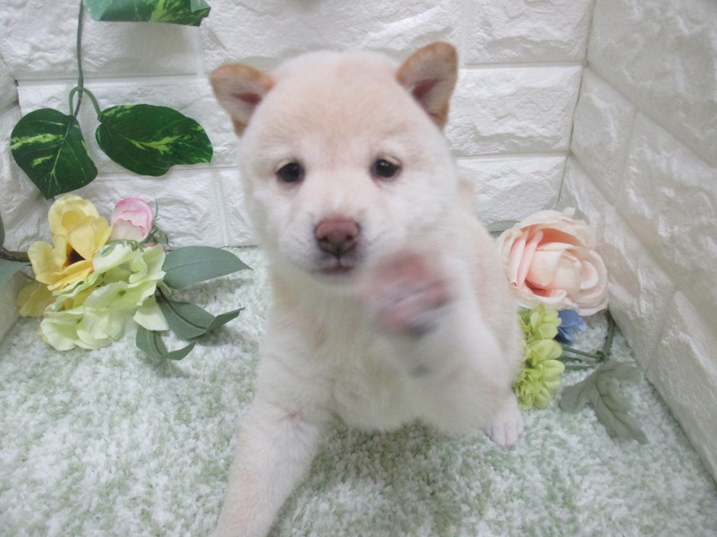 東京都の豆柴 (ペッツコンシェル府中四谷店/2026年5月14日生まれ/女の子/白)の子犬の4枚目の画像