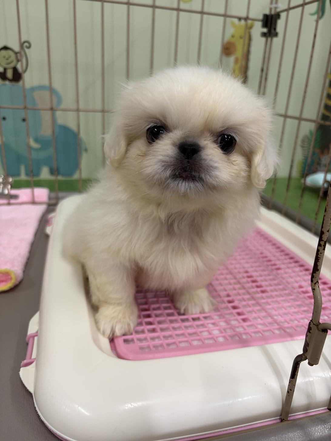 愛知県のペキニーズ (子いぬの足あと/2026年5月2日生まれ/女の子/ホワイト)の子犬