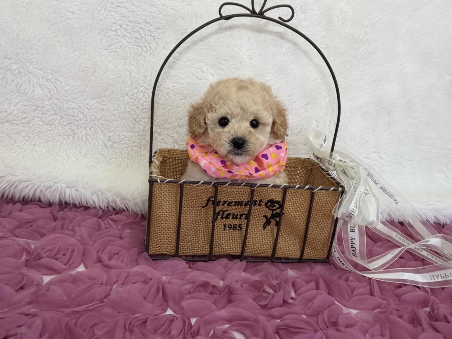 福岡県のトイプードル(タイニー) (ぱぴぷぺっと福岡店/2025年12月19日生まれ/女の子/クリーム)の子犬の1枚目の画像