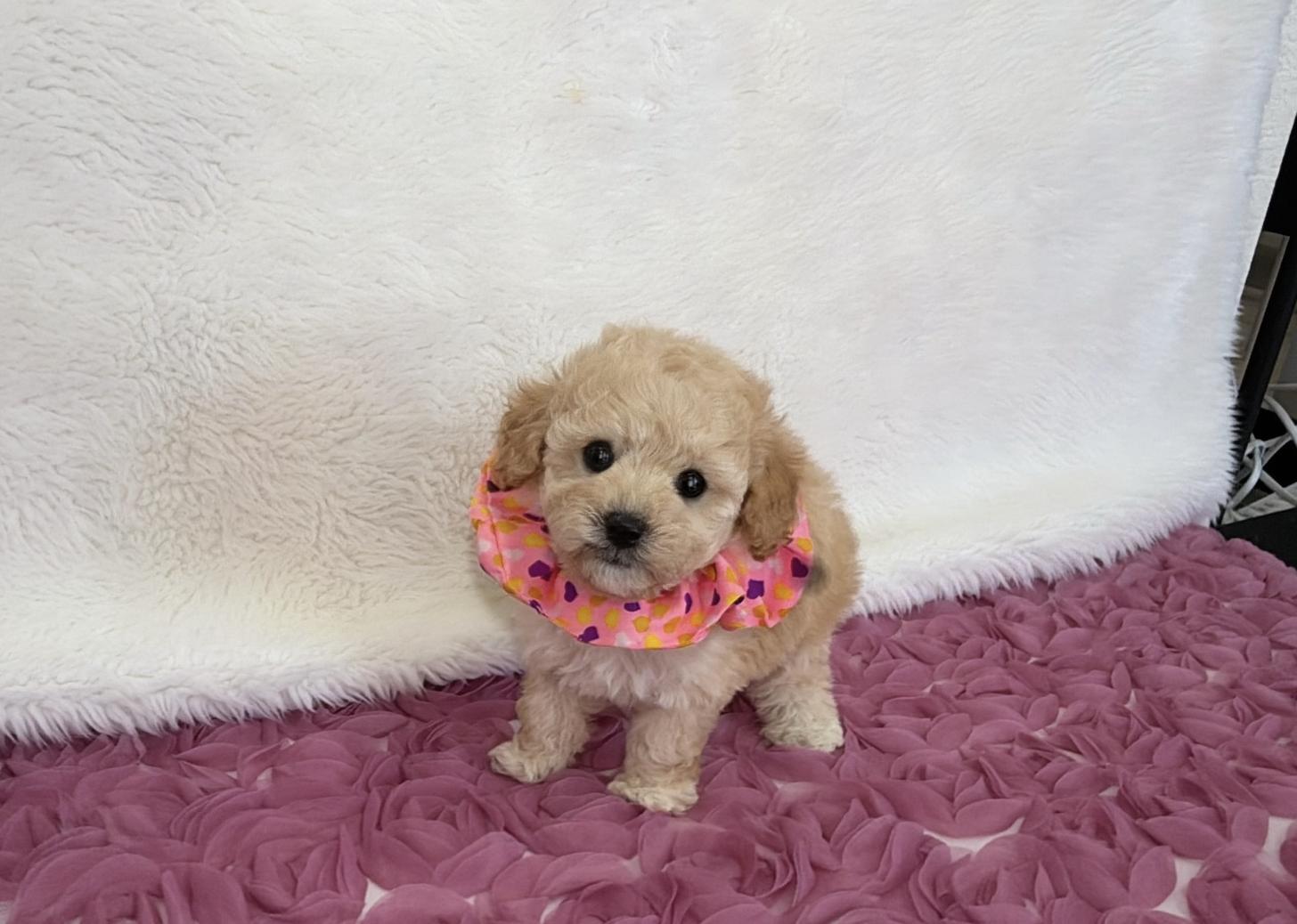 福岡県のトイプードル(タイニー) (ぱぴぷぺっと福岡店/2025年12月19日生まれ/女の子/クリーム)の子犬の2枚目の画像