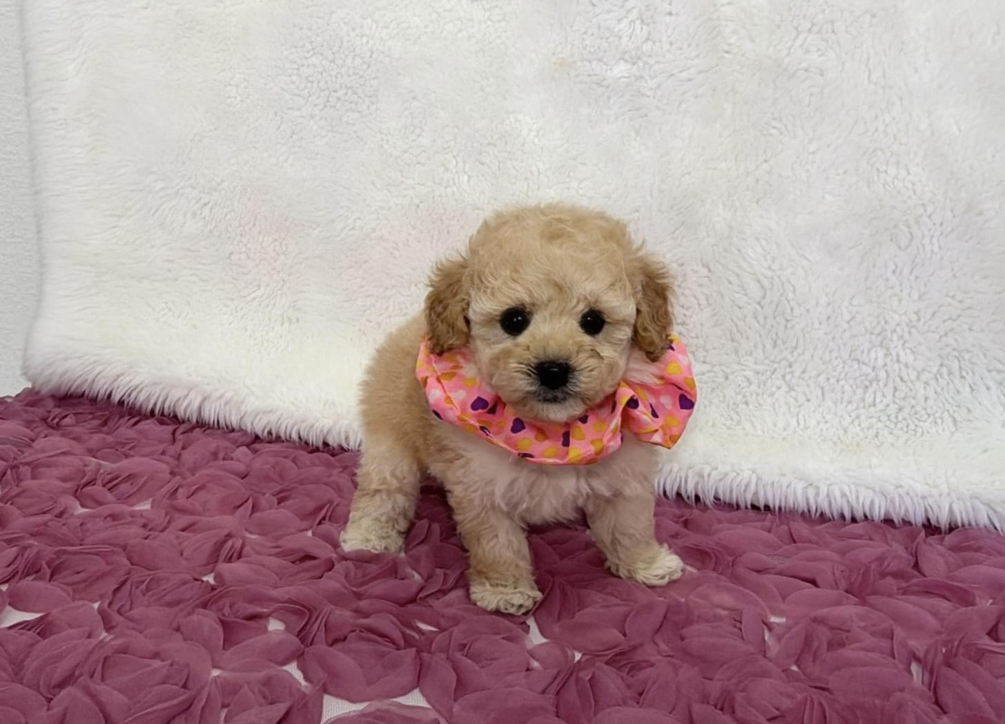 福岡県のトイプードル(タイニー) (ぱぴぷぺっと福岡店/2025年12月19日生まれ/女の子/クリーム)の子犬の3枚目の画像