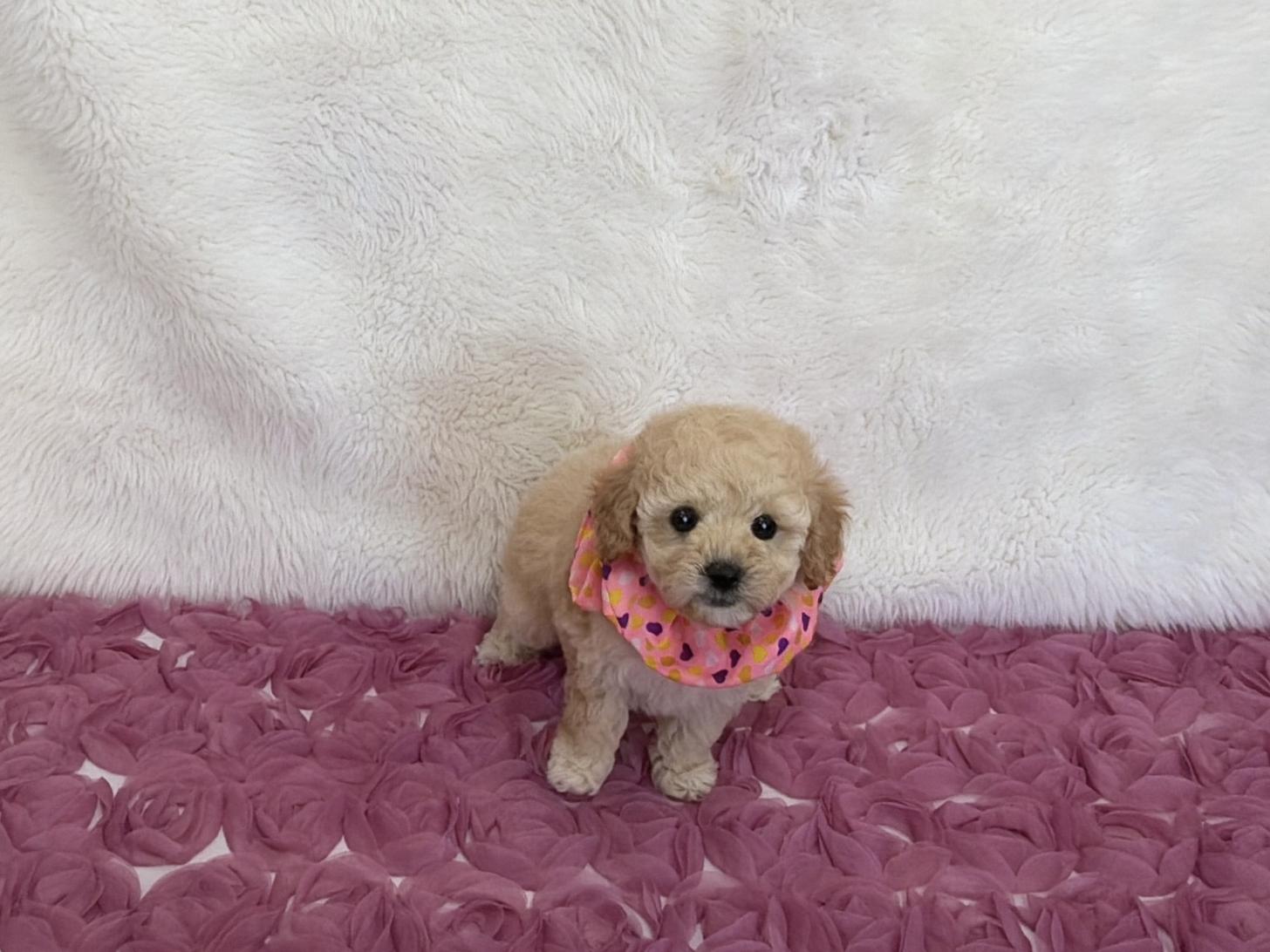 福岡県のトイプードル(タイニー) (ぱぴぷぺっと福岡店/2025年12月19日生まれ/女の子/クリーム)の子犬の4枚目の画像