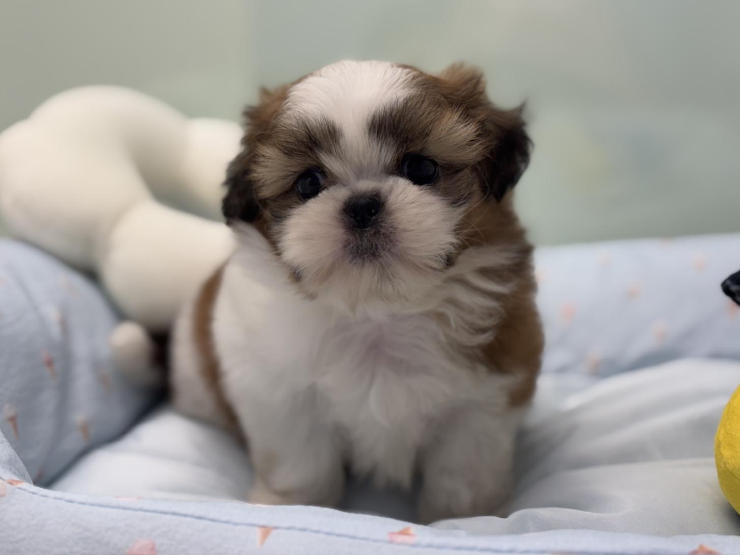 神奈川県のシーズー (Doggy Style 小田原店/2026年2月20日生まれ/男の子/ゴールドホワイト)の子犬の1枚目の画像