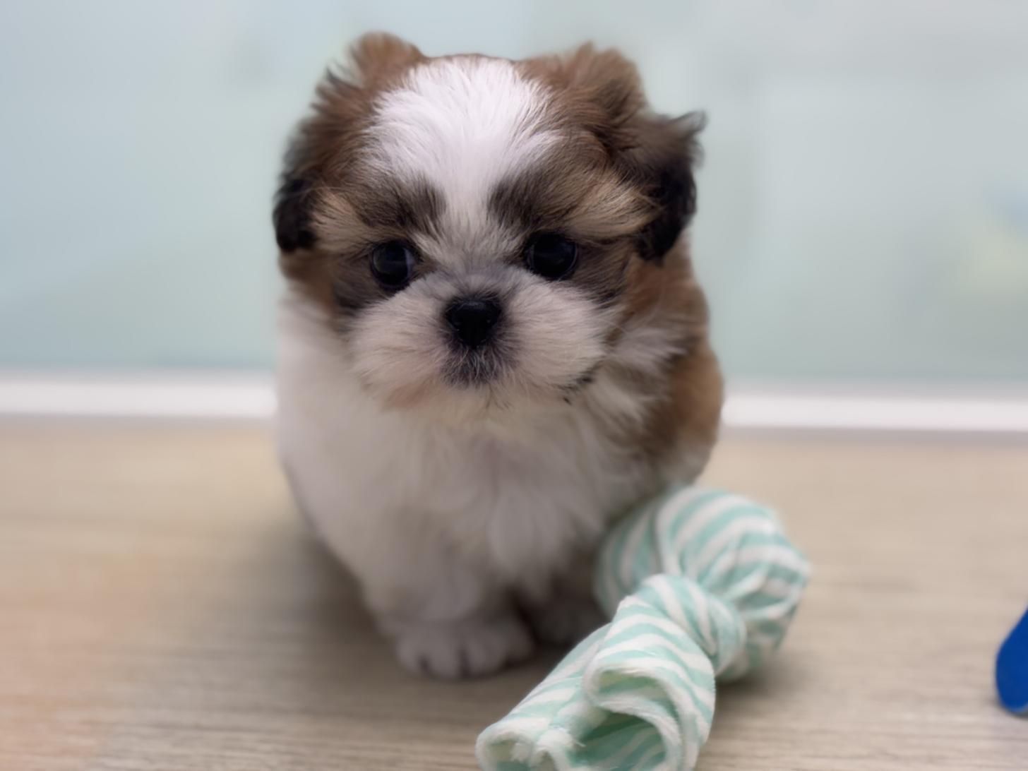 神奈川県のシーズー (Doggy Style 小田原店/2026年2月20日生まれ/男の子/ゴールドホワイト)の子犬の2枚目の画像