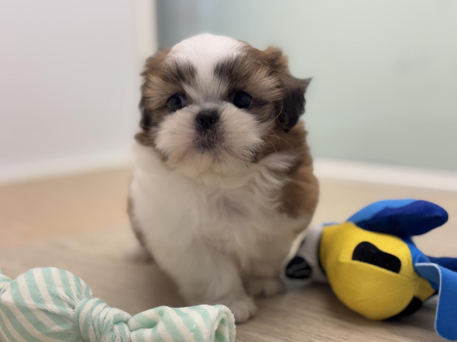 神奈川県のシーズー (Doggy Style 小田原店/2026年2月20日生まれ/男の子/ゴールドホワイト)の子犬の4枚目の画像