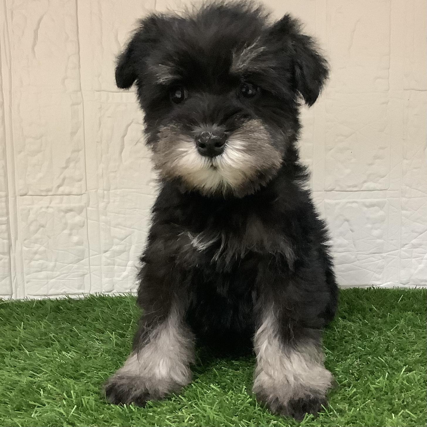 福岡県のミニチュアシュナウザー (ドッグズホーム旗崎店/2026年1月8日生まれ/女の子/ブラックシルバー)の子犬