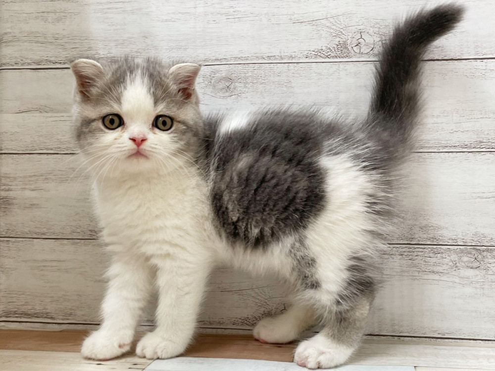 新潟県のミックス              スコテッシュフォールド×マンチカン (竹内ペット 新津本店/2025年9月4日生まれ/男の子/その他色)の子猫の1枚目の画像