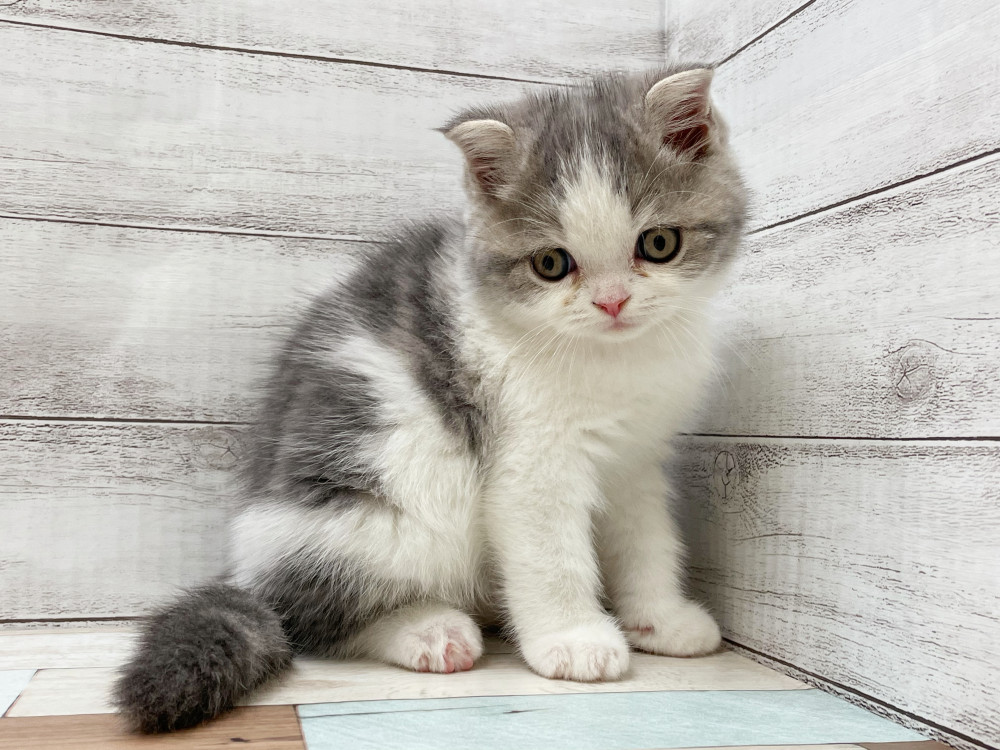 新潟県のミックス              スコテッシュフォールド×マンチカン (竹内ペット 新津本店/2025年9月4日生まれ/男の子/その他色)の子猫の2枚目の画像