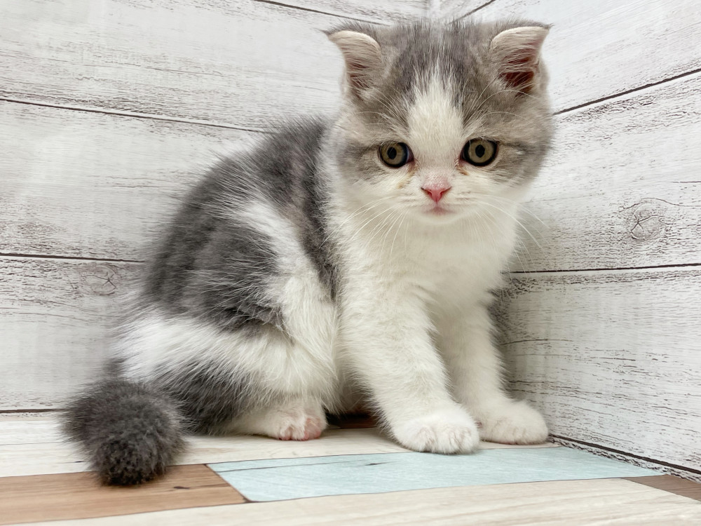 新潟県のミックス              スコテッシュフォールド×マンチカン (竹内ペット 新津本店/2025年9月4日生まれ/男の子/その他色)の子猫の3枚目の画像