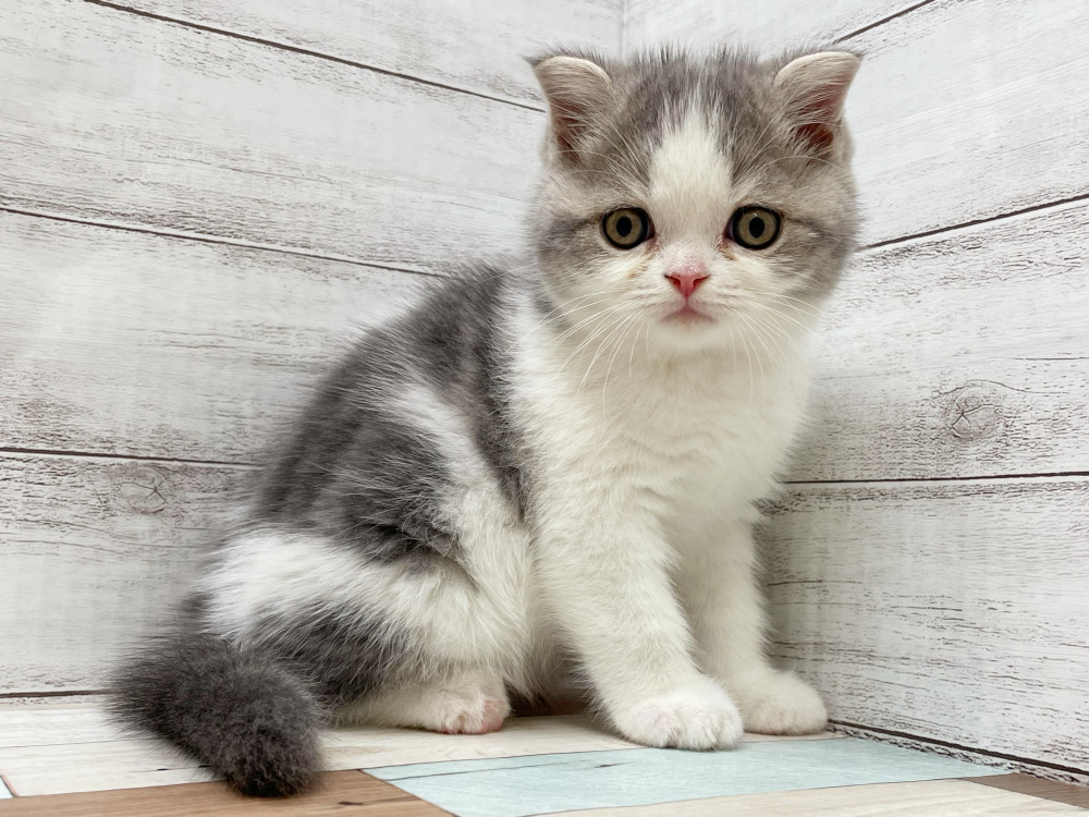 新潟県のミックス              スコテッシュフォールド×マンチカン (竹内ペット 新津本店/2025年9月4日生まれ/男の子/その他色)の子猫の4枚目の画像