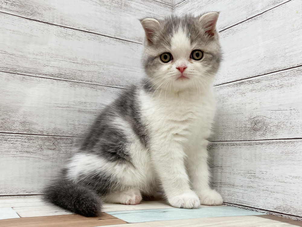 2025年9月4日生まれのミックス              スコテッシュフォールド×マンチカンの5枚目の写真