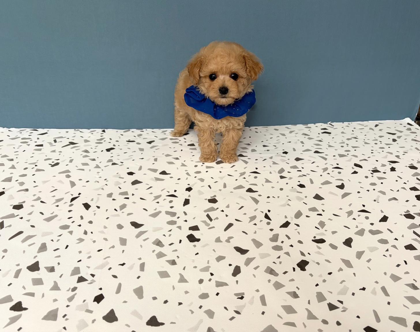 福岡県のトイプードル(タイニー) (ぱぴぷぺっと福岡店/2026年2月19日生まれ/男の子/クリーム)の子犬の1枚目の画像