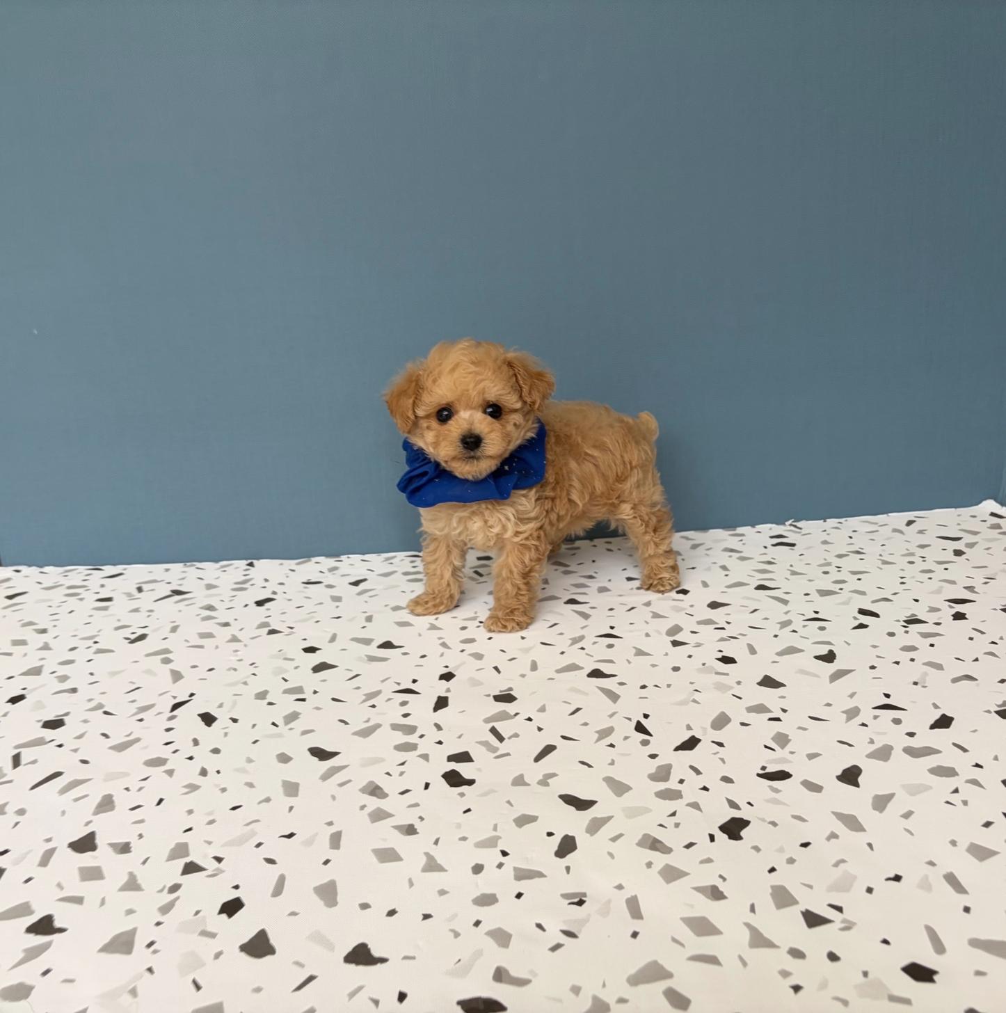 福岡県のトイプードル(タイニー) (ぱぴぷぺっと福岡店/2026年2月19日生まれ/男の子/クリーム)の子犬の2枚目の画像