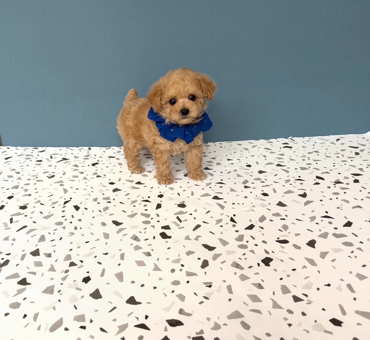 福岡県のトイプードル(タイニー) (ぱぴぷぺっと福岡店/2026年2月19日生まれ/男の子/クリーム)の子犬の3枚目の画像